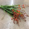 CROCOSMIA RÖD RED KING